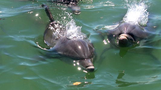 dolphin watch cruise with snorkeling to shell key 